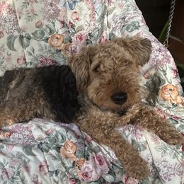 DJ - Welsh Terrier