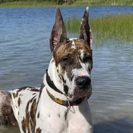 Rodeo - Great Dane
