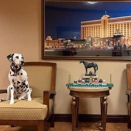 Basset Hound and Dalmatian Puppies from Lazy B Bassets and Dalmatians