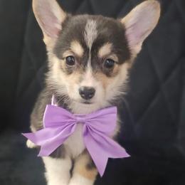 Girl 1 - White and black female Pembroke Welsh Corgi puppy in Tomball, Texas from Larsen Loved Corgis