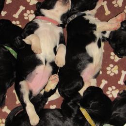 Portuguese Water Dog Puppies from Topsail PWDs
