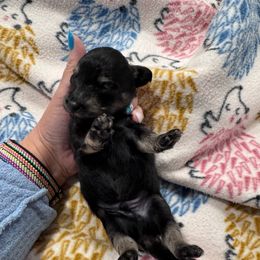 Butter - Black and Cream Male - 1950 - Black and cream male Dachshund puppy in Little Elm, Texas from HotDachs