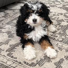 Sophia - Tri-color female Bernedoodle puppy in Lincoln, Nebraska from GRand Doodles