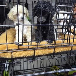 Poodle Puppies from ROYAL VISTA