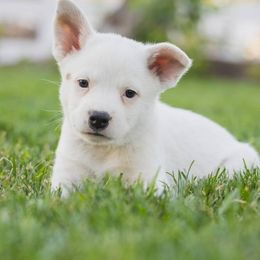 Australian Cattle Dog Puppies from Christensen Heelers