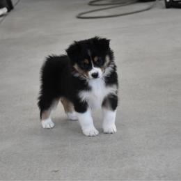 Biche - Black tri-color female Australian Shepherd puppy in Kirksville, Missouri from BellSharps Australian Shepherds