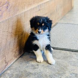Poppy - Black tri-color female Australian Shepherd puppy in Ashland, Ohio from SS Australian Shepherds