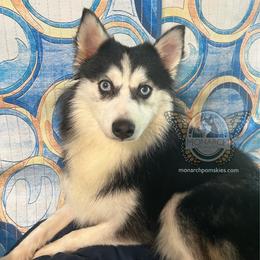 JoeJoe - Black and white male Pomsky puppy in Greeley, Colorado from Monarch Pomskies | Northern Colorado