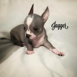 Jagger - Slate male Chinese Crested puppy in Henderson, Kentucky from Western Kentucky Chihuahua’s and Chinese Crested’s