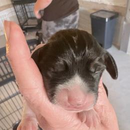 Pocket Beagle Sami - Black white and tan female Beagle puppy in Gentry, Arkansas from HC Puppy Ranch