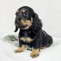 Chocolate Cream - Black and cream male Dachshund puppy in Sacramento, California from MiniDoxPups