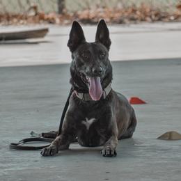 Belgian Malinois and xDutch Shepherd All Grown Up from Alliance K9