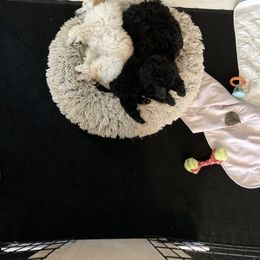 Poodle Puppies from Dauntless Poodles