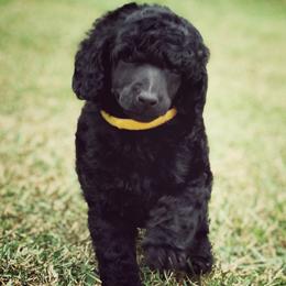 Poodles from Anolani