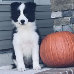Boy 1 - male Border Collie puppy in Dunn, North Carolina from Coylety Border Collies