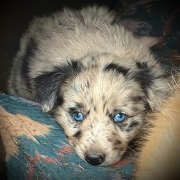 Dozer - Blue merle male Border Collie puppy in North Lakeport, California from Wild Rose Ranch