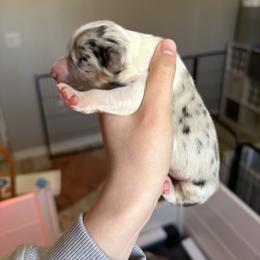Icon - Blue merle male Australian Shepherd puppy in Weeki Wachee, Florida from Ace of Spades Australian Shepherds