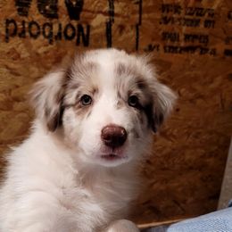 Trick - Red merle male Australian Shepherd puppy in Lubbock, Texas from Barn Raised Aussies