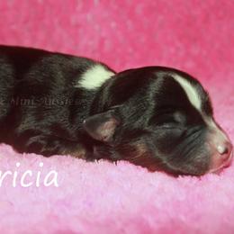 Tricia - Black tri female Miniature American Shepherd puppy in Godley, Texas from Flying H Toy and Mini Aussies