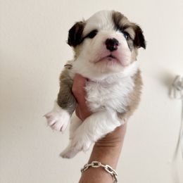 Rain - Red female Pembroke Welsh Corgi puppy in Renton, Washington from Laurel Canyon Kennels