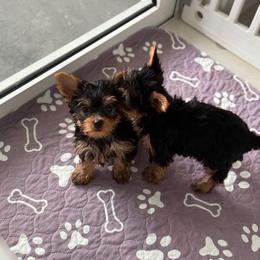 Grecia - Blue and gold female Yorkshire Terrier puppy in Fort Myers, Florida from Katherine’s Yorkies and Poodles