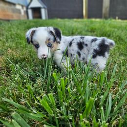 Louie - Blue merle and white male American Corgi puppy in Taylorsville, North Carolina from America's Red White and Bluie Corgis