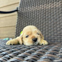 Ollie - Cream male Cocker Spaniel puppy in Lake, Mississippi from MGs Cockers
