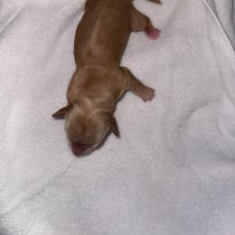 Girl 1 - Red female Dachshund puppy in Booneville, Mississippi from Haley's Dachshunds