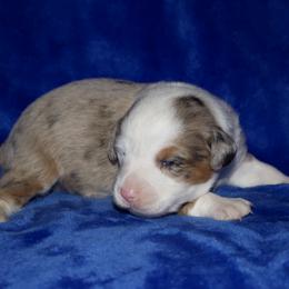 Garth Brooks - Blue merle male Miniature Australian Shepherd puppy in Godley, Texas from Bradley Kennels