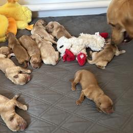 4th Pick - Golden female Golden Retriever puppy in Anaheim, California from Prim's Golden Retrievers
