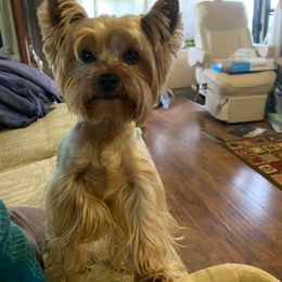Yorkshire Terrier All Grown Up from Yorkie Tots