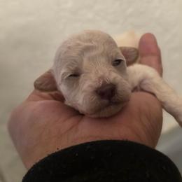 Snowy - Cream male Poodle puppy in Lawton, Oklahoma from My Precious Toy Poodles