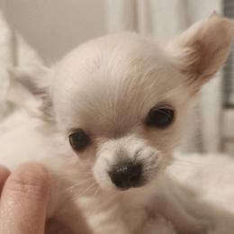 Toffee - Cream male Chihuahua puppy in Jacksonville, Florida from Precious Paws of Florida - Chihuahuas