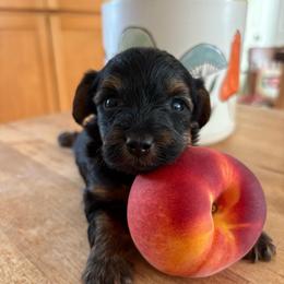 Tiny Tim - Black and tan male Yorkipoo puppy in Carlotta, California from Lost Coast Poodles and Doodles