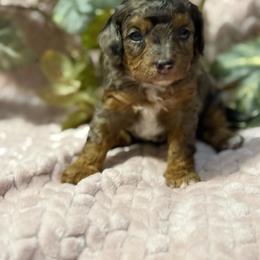 Luna F1b - Merle female Cavapoo puppy in Wamego, Kansas from Doodles of Oz
