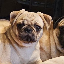 Pugs from Monsterpugs