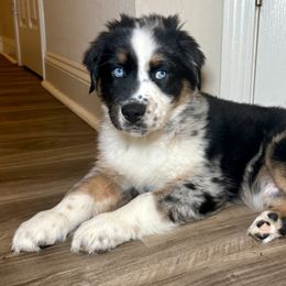 Kratos - Blue merle male Australian Shepherd puppy in Charlotte, North Carolina from Good Karma Aussies