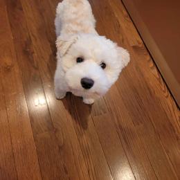 Miniature Schnauzer Puppies from Enchanted Paws