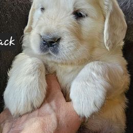 Boy 6 - Light golden Golden Retriever puppy in Stevens Point, Wisconsin from Doodles at Dewey Acres