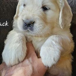 Boy 6 - Light golden Golden Retriever puppy in Stevens Point, Wisconsin from Doodles at Dewey Acres