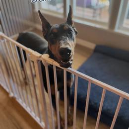 Justice - Black and rust female Doberman Pinscher puppy in Poolville, Texas from Tx Pups