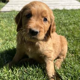 Boy 4 - Dark golden male Golden Retriever puppy in Pocatello, Idaho from Royal Red Retrievers