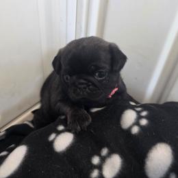Baby Girl - Black female Pug puppy in Rutherfordton, North Carolina from Sweetie Pie Pugs