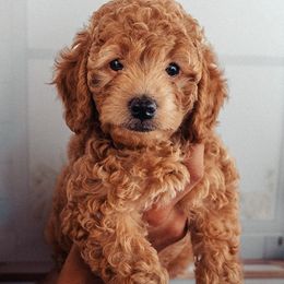 Goldendoodles from The Breakfast Pups