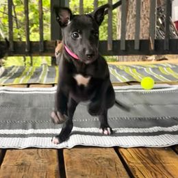 Greyhound Puppies from Angela Holtzen