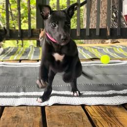 Greyhound Puppies from Angela Holtzen