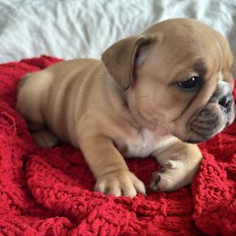 Jay Jay - Fawn and white male Bulldog puppy in Holdenville, Oklahoma from Bulldog Nation