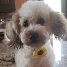 CC - Poodle