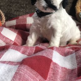 Cavalier King Charles Spaniel and Cocker Spaniel Puppies from Cochran Spaniels
