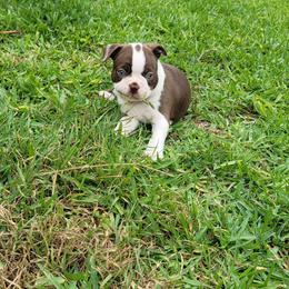 Bear - Seal and white male Boston Terrier puppy in Katy, Texas from Mei's Boston Terriers